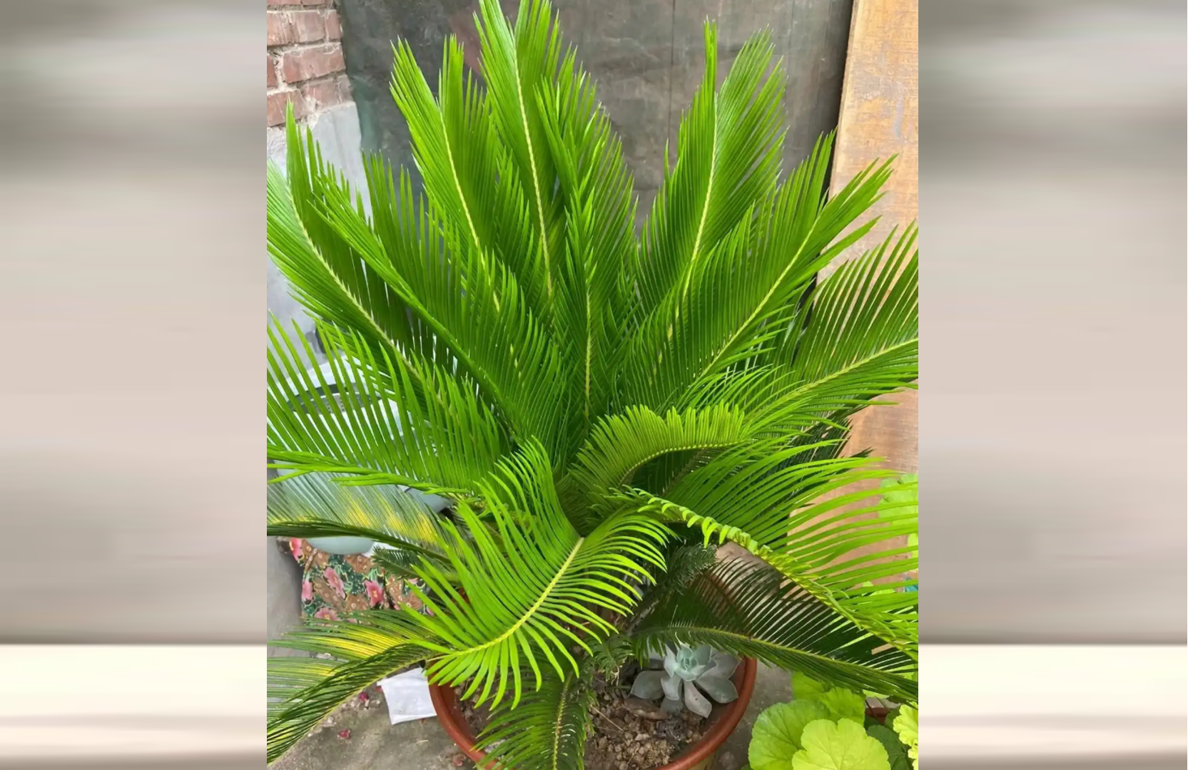 4 loại cây giúp phòng khách sáng, thoáng, mang sinh khí tốt cho gia chủ - 4