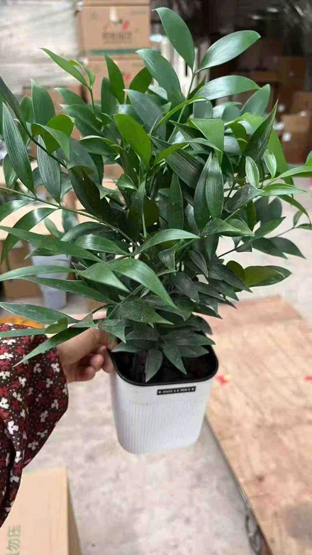 Cây kim giao ngày càng được nhiều người ưa thích trồng vì ý nghĩa phong thủy tốt và dễ chăm sóc.