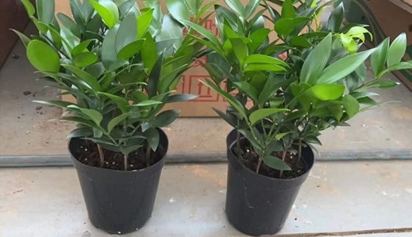 Cây kim giao là loại cây cảnh phong thủy dễ trồng, dễ chăm sóc.