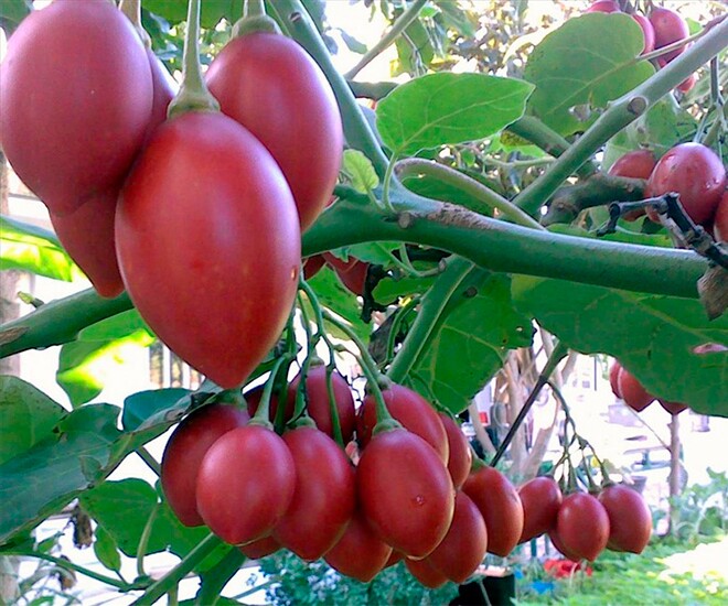 Loại quả đắt đỏ nhất thế giới, Việt Nam trồng đại trà thành đặc sản được ưa chuộng, chỉ 6 tháng cho thu hoạch - 1