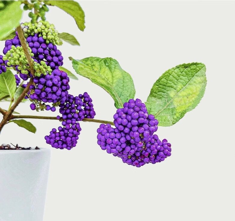 Quả của cây ngọc long châu.