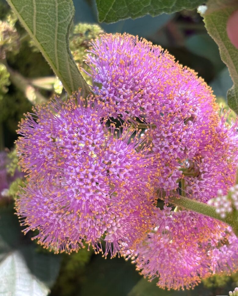 Hoa của cây ngọc long châu.