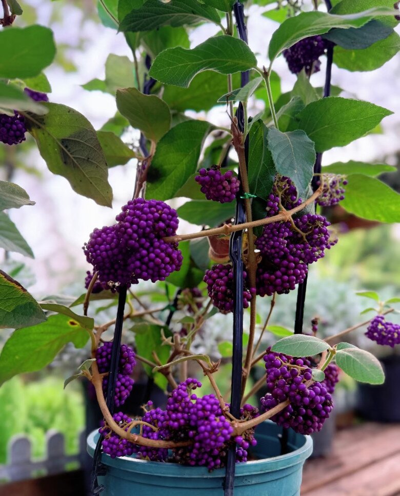 Cây cảnh hút lộc đẹp không tì vết, như chuỗi ngọc tím, mua một chậu chơi đến hết Tết chưa tàn - 3