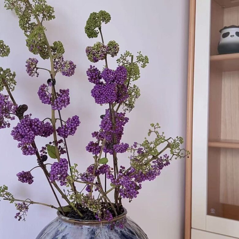 Cây cảnh hút lộc đẹp không tì vết, như chuỗi ngọc tím, mua một chậu chơi đến hết Tết chưa tàn - 5