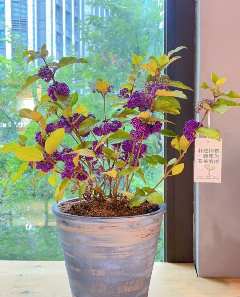 Cây cảnh hút lộc đẹp không tì vết, như chuỗi ngọc tím, mua một chậu chơi đến hết Tết chưa tàn - 6