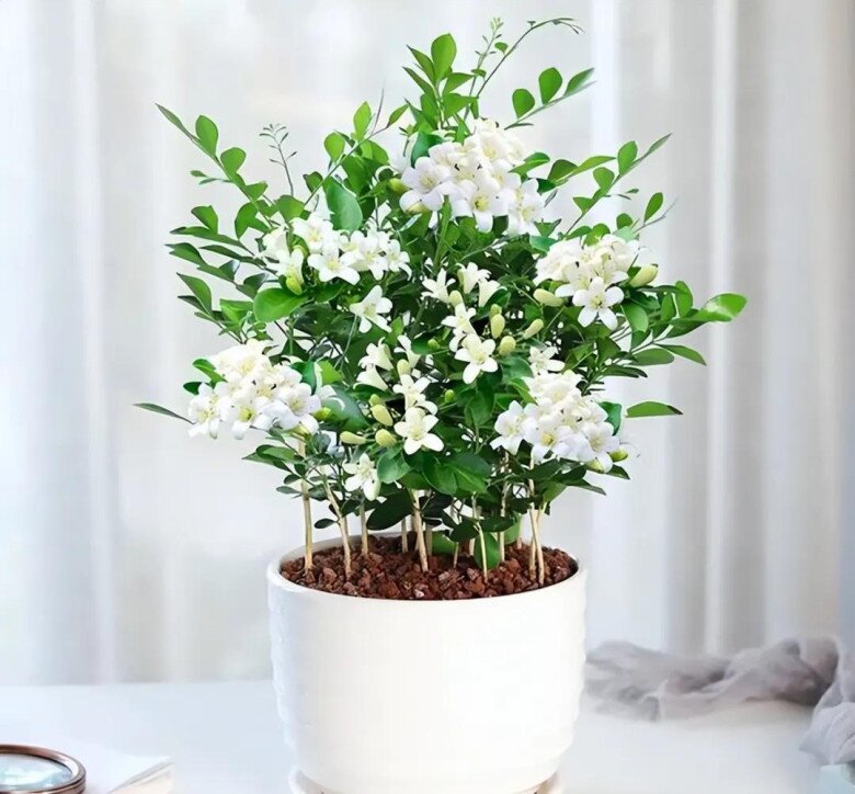 Loại hoa này thơm hơn hoa nhài, lâu tàn hơn mộc hương, mệnh danh là “cỗ máy nở hoa” vì nở suốt 200 ngày - 3