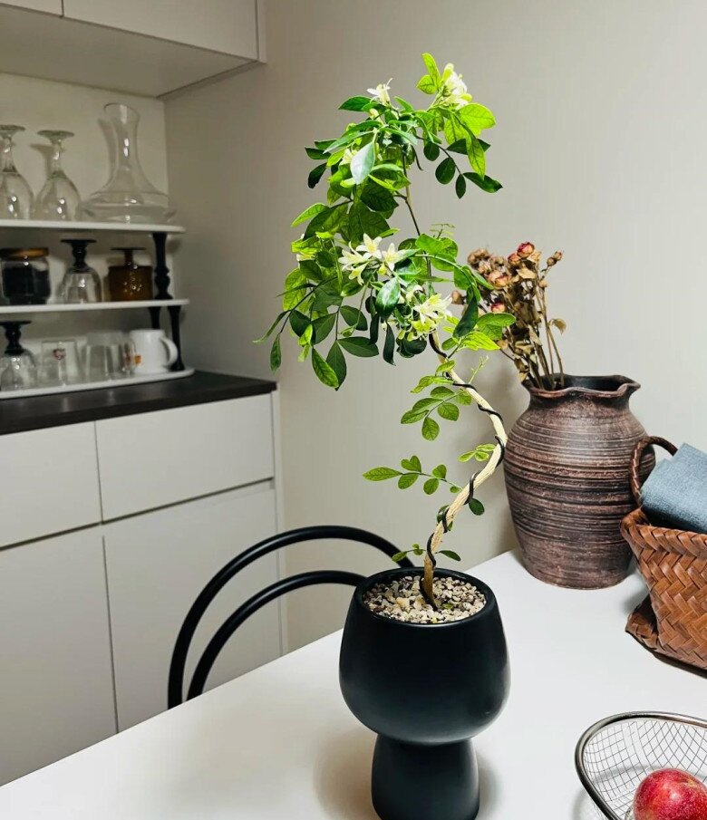 Loại hoa này thơm hơn hoa nhài, lâu tàn hơn mộc hương, mệnh danh là “cỗ máy nở hoa” vì nở suốt 200 ngày - 4