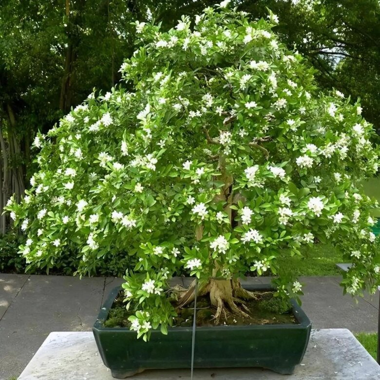 Loại hoa này thơm hơn hoa nhài, lâu tàn hơn mộc hương, mệnh danh là “cỗ máy nở hoa” vì nở suốt 200 ngày - 5