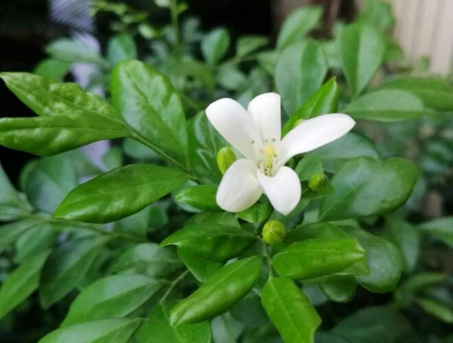 Loại hoa này thơm hơn hoa nhài, lâu tàn hơn mộc hương, mệnh danh là “cỗ máy nở hoa” vì nở suốt 200 ngày - 1