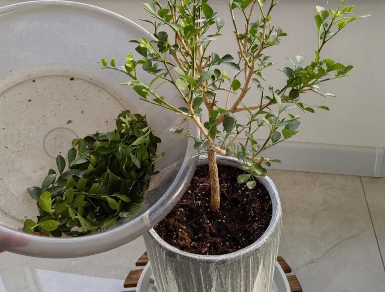 Loại hoa này thơm hơn hoa nhài, lâu tàn hơn mộc hương, mệnh danh là “cỗ máy nở hoa” vì nở suốt 200 ngày - 8