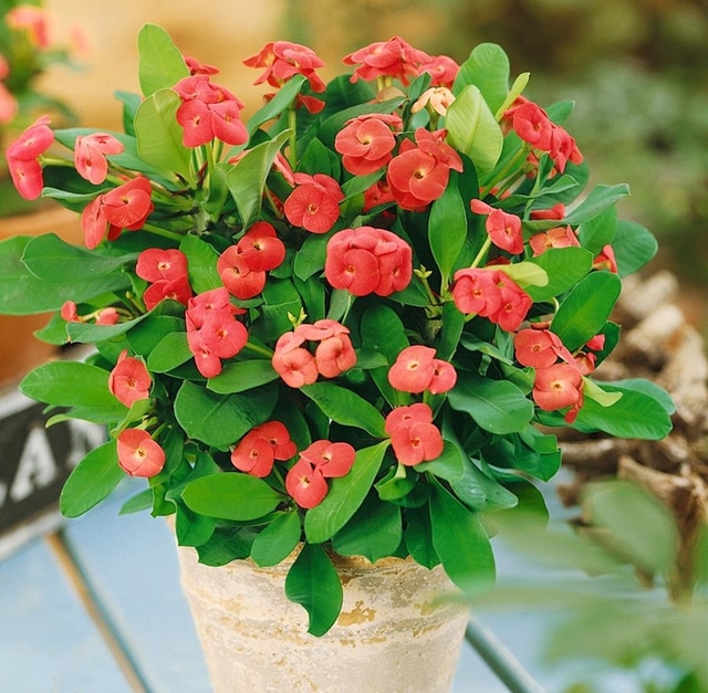 Những loại cây cảnh có gai như xương rồng bát tiên không nên trồng trong nhà, nếu có nên đặt ở ban công.