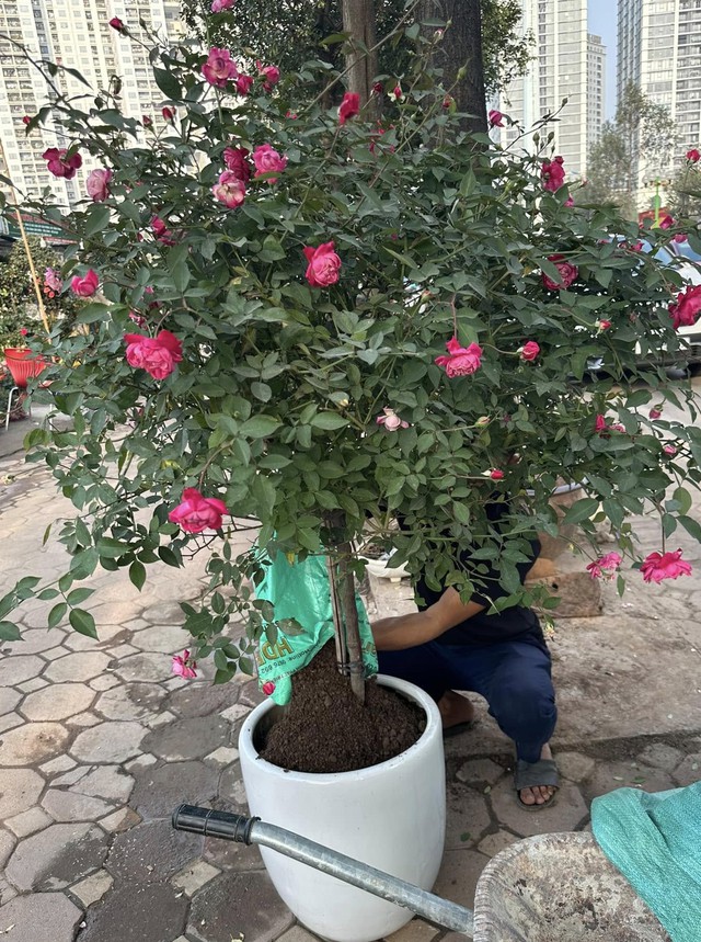 Hoa hồng đẹp nhưng khi trồng cần trồng bên ngoài để ra hoa hoa đẹp. Ảnh HM