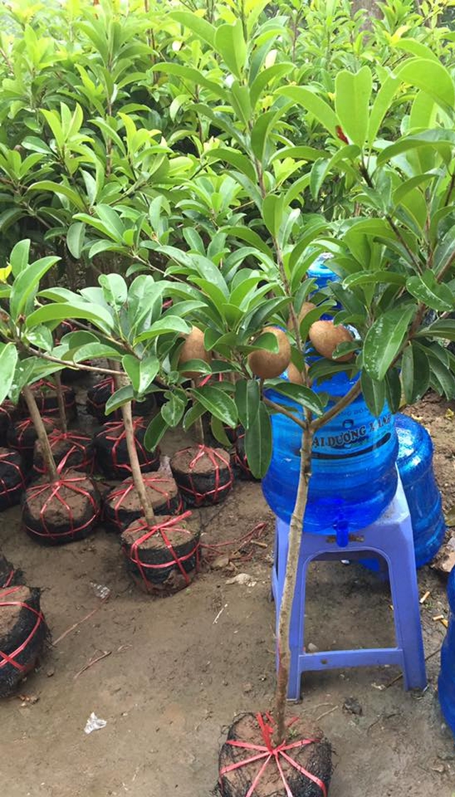 Hồng xiêm ngày nay được nhiều người trồng làm cảnh.