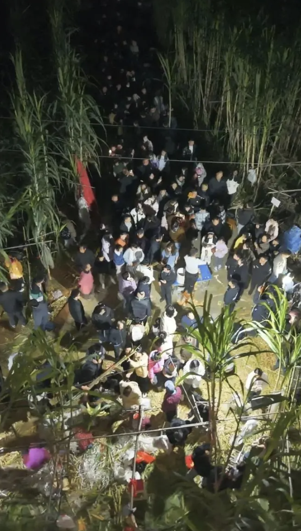 Vườn mía của Tong Pengfei ở Tứ Xuyên, thu hút đông khách đến chặt trộm, đầu tháng 11/2025. Ảnh: Xiao Er Loves Aerial