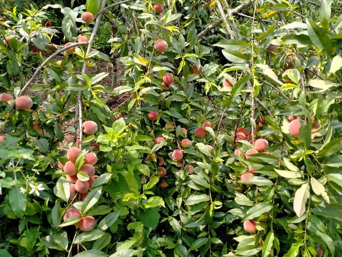 Loại quả được đánh giá amp;#34;tốt nhất thế giớiamp;#34;, ở Việt Nam trồng bạt ngàn giá chỉ từ 12.000 đồng/kg, tốt cho sức khoẻ - 2