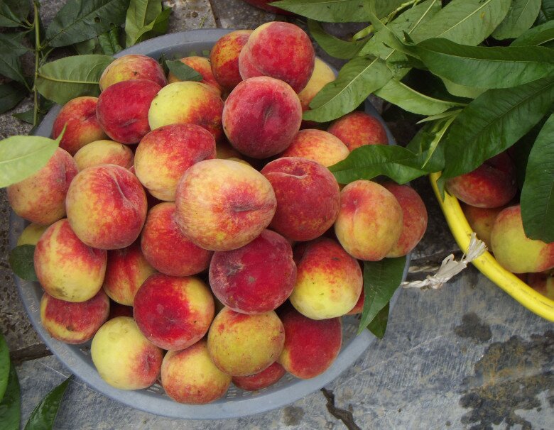 Loại quả được đánh giá amp;#34;tốt nhất thế giớiamp;#34;, ở Việt Nam trồng bạt ngàn giá chỉ từ 12.000 đồng/kg, tốt cho sức khoẻ - 3