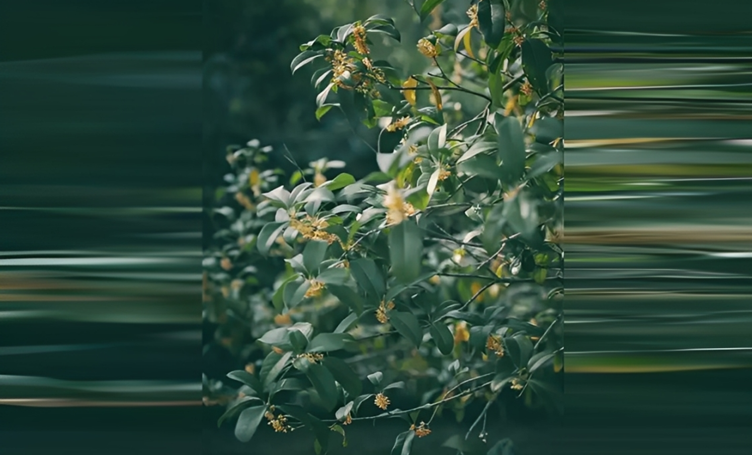 Cây quế với thân gỗ chắc, lá xanh quanh năm và hương thơm đặc trưng. Ảnh: Baidu