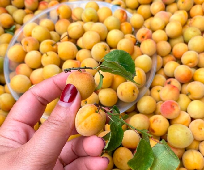 Loại quả amp;#34;tốt nhất thế giớiamp;#34;, Việt Nam trồng bạt ngàn thành đặc sản chỉ từ 25.000 đồng/kg, tốt cho sức khỏe - 1