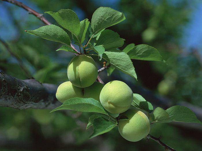 Loại quả amp;#34;tốt nhất thế giớiamp;#34;, Việt Nam trồng bạt ngàn thành đặc sản chỉ từ 25.000 đồng/kg, tốt cho sức khỏe - 2