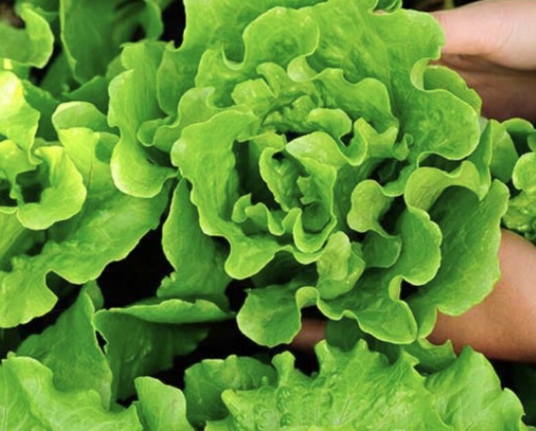 Rau xà lách giàu vitamin A, C và E giúp làm chậm quá trình oxy hoá, tăng cường tái tạo da (Ảnh minh hoạ)
