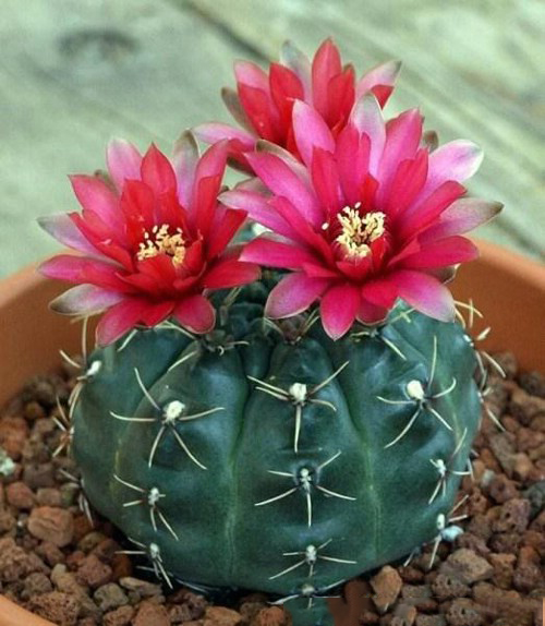 Phong thủy học xếp tiên nhân cầu là thực vật cát tường có ứng dụng hóa sát thị hung.