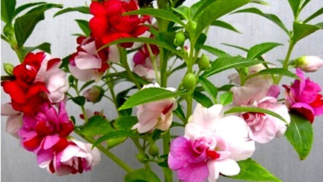 Vị trí tốt nhất để bày cây là tài vị, chú ý bảo dưỡng cây thật tốt để cây luôn tươi tốt, không bị khô héo.