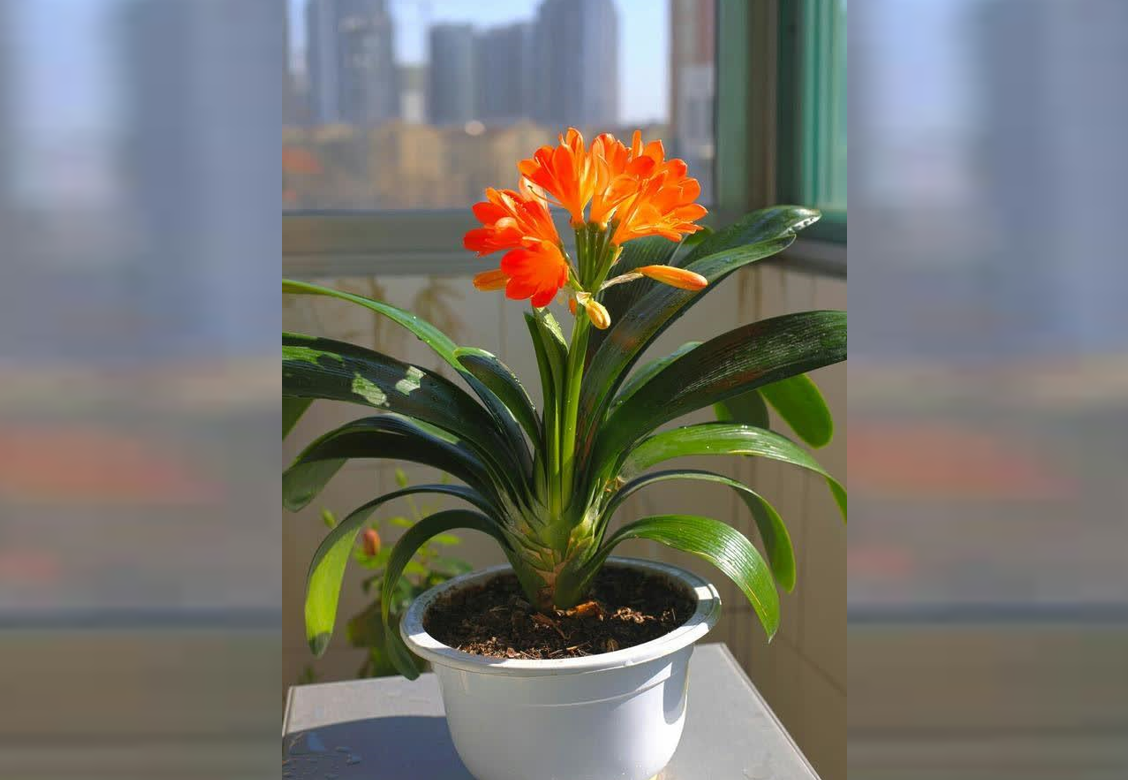 Lan quân tử có dáng thanh tao, lá xanh bóng và hoa rực rỡ. Ảnh: Baidu