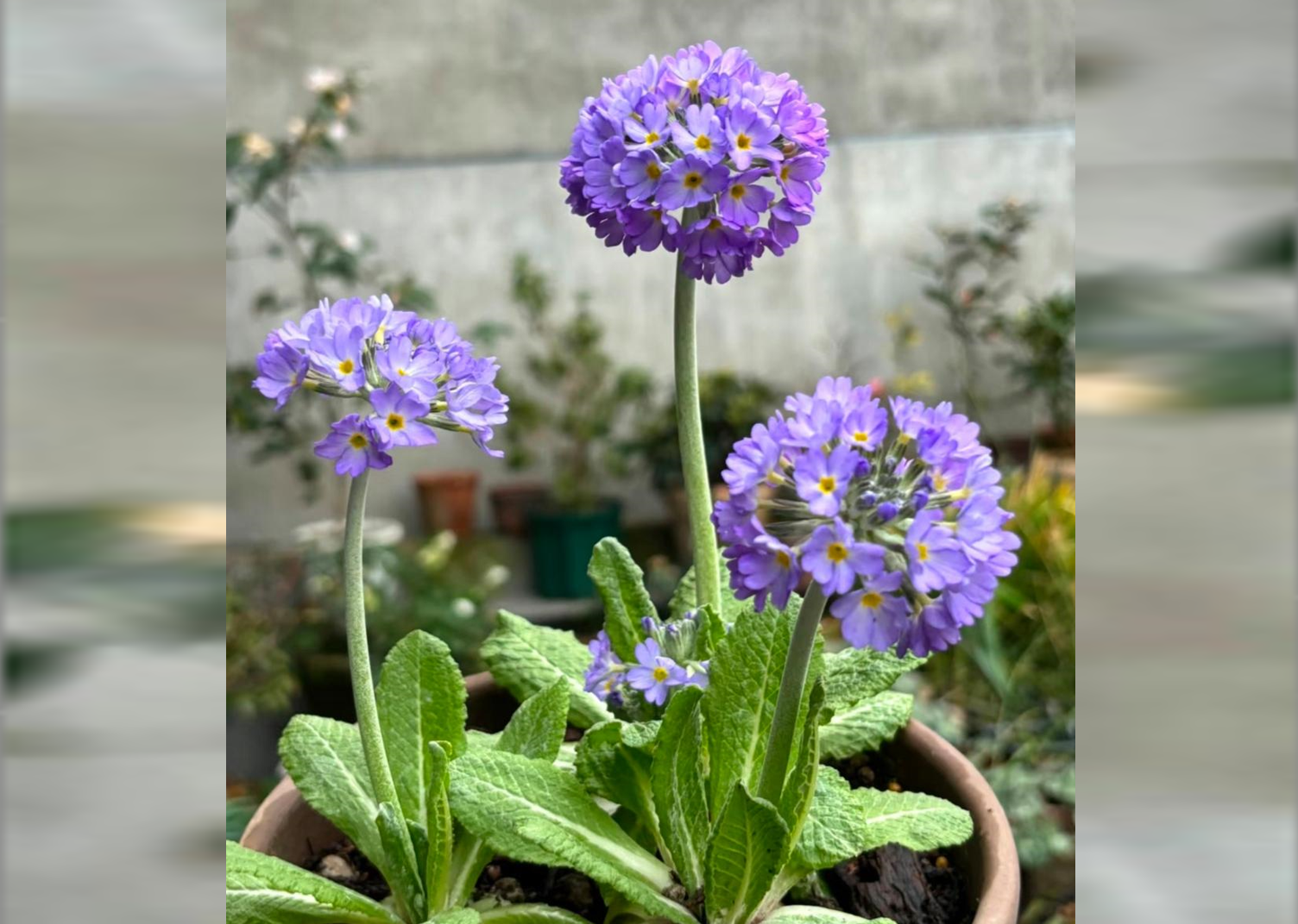 Hoa Anh thảo bung nở, cánh hoa tỏa hương dịu nhẹ. Ảnh: Baidu