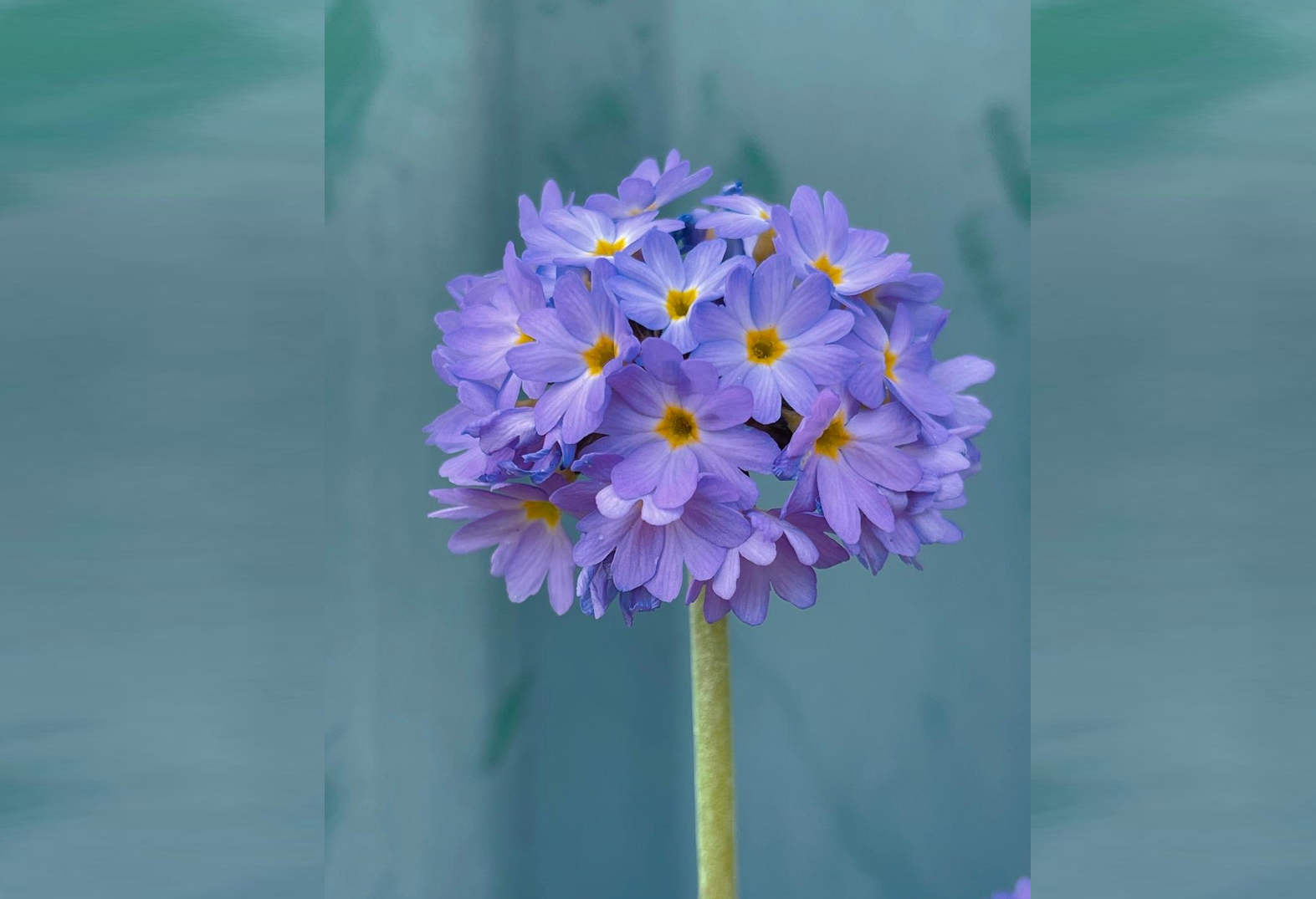 Chậu hoa Anh thảo đặt tại ban công giúp thu hút tài lộc, cân bằng cảm xúc và mang lại nguồn năng lượng tích cực. Ảnh: Baidu