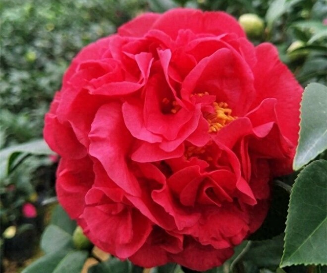 Loại hoa này đẹp hơn hoa hồng, thơm sánh ngang nước hoa, nở nửa năm mới tàn, xứng danh amp;#34;vua của các loại hoaamp;#34; - 1