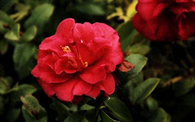 Loại hoa này đẹp hơn hoa hồng, thơm sánh ngang nước hoa, nở nửa năm mới tàn, xứng danh amp;#34;vua của các loại hoaamp;#34; - 3