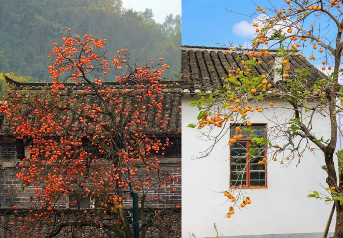 Cây hồng vào mùa thu, quả chín đỏ cam treo lủng lẳng trên cành. Ảnh: Baidu