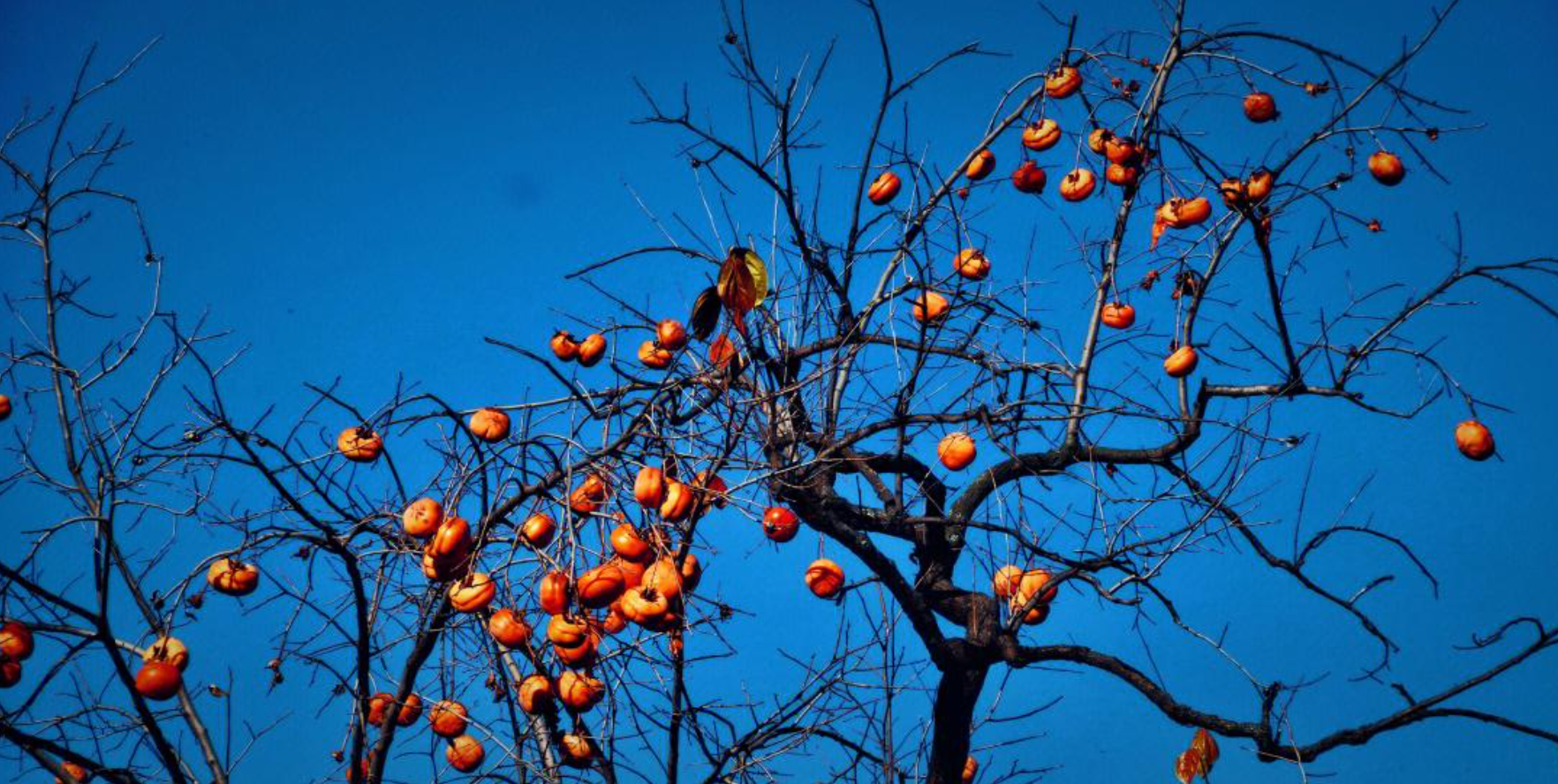 Cây hồng được giới nhà giàu ưa chuộng. Ảnh: Baidu