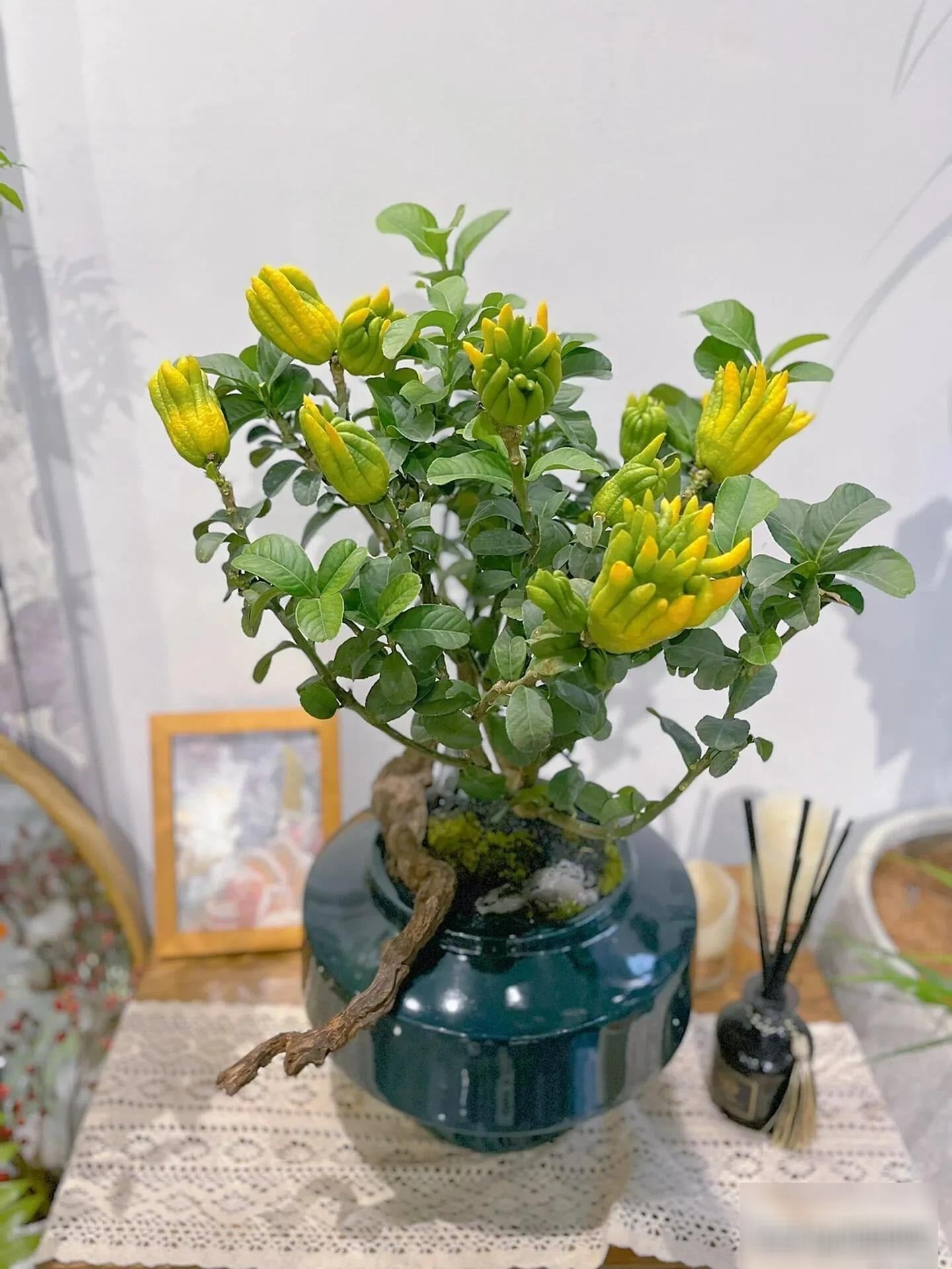 Cây cảnh Phật thủ được xem như là biểu tượng của bàn tay Phật. Ảnh minh họa Toutiao