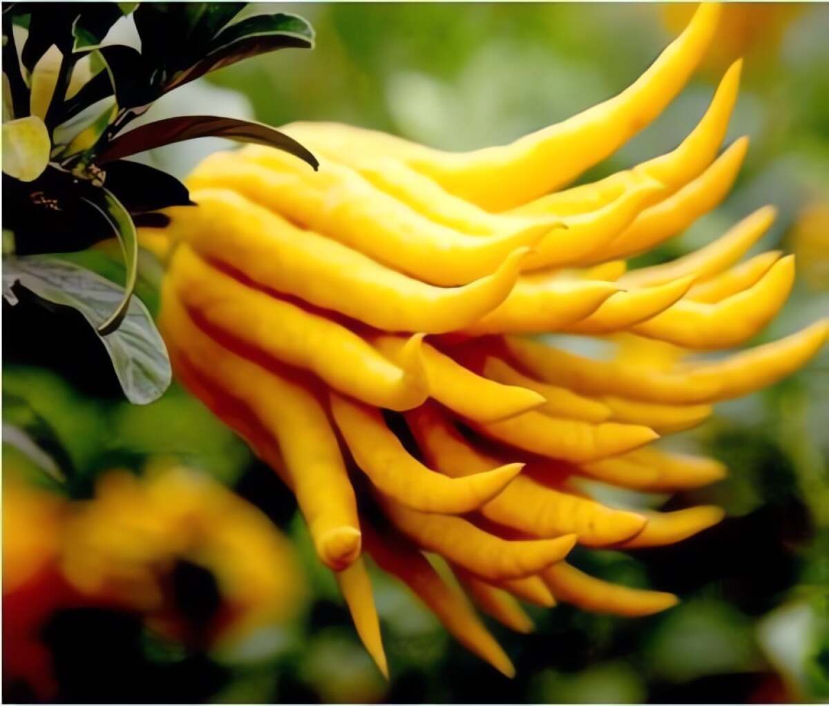 Lá Phật thủ có mùi thơm dễ chịu và nồng nàn hơn. Ảnh minh họa Toutiao