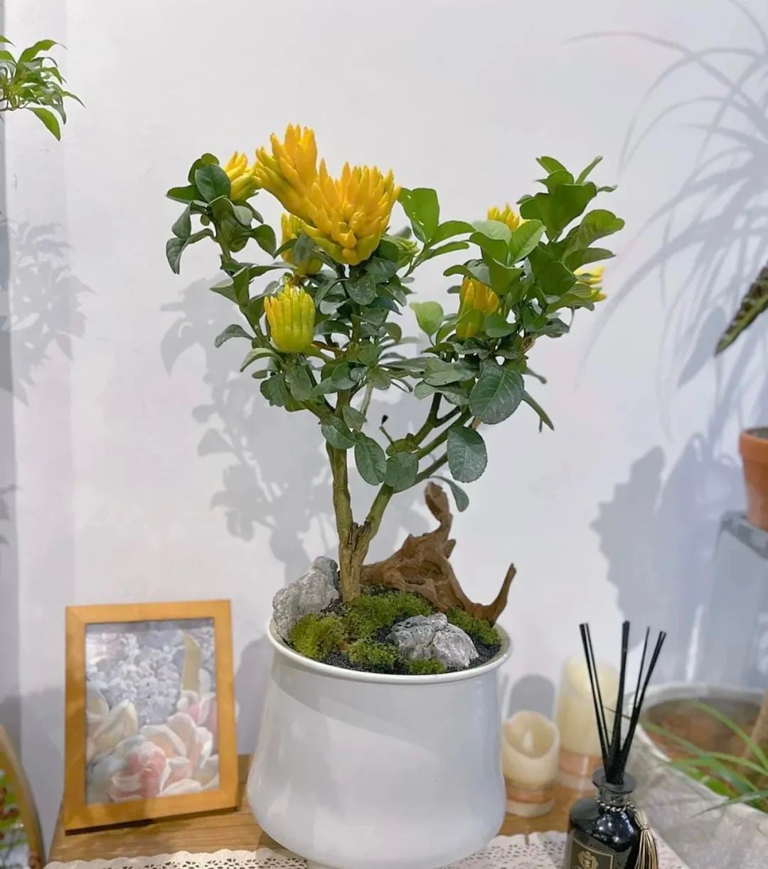 Thay chậu mỗi 2 đến 3 năm. Ảnh minh họa Toutiao