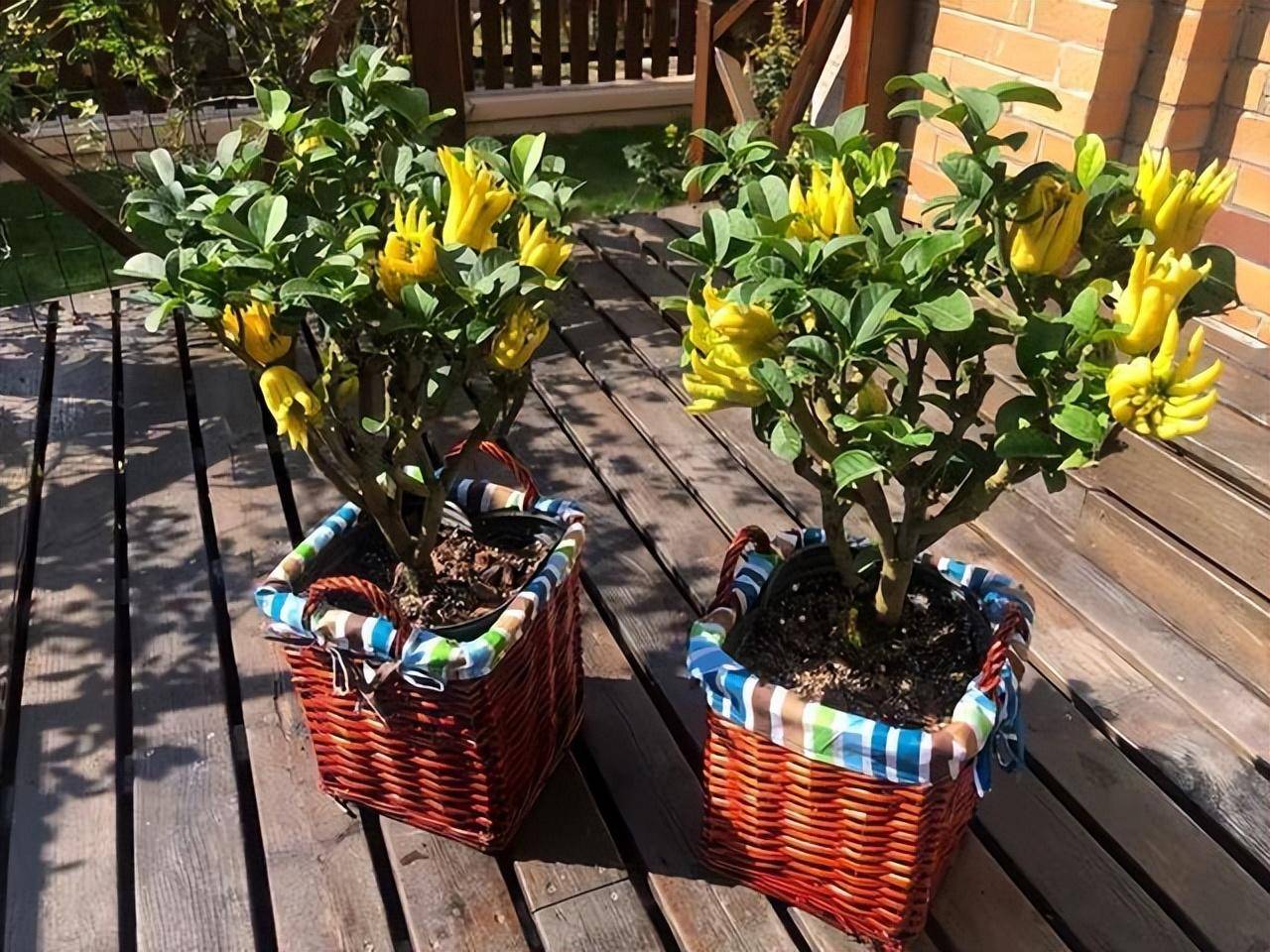 Cây cảnh ưa nắng và ấm áp.. Ảnh minh họa Toutiao