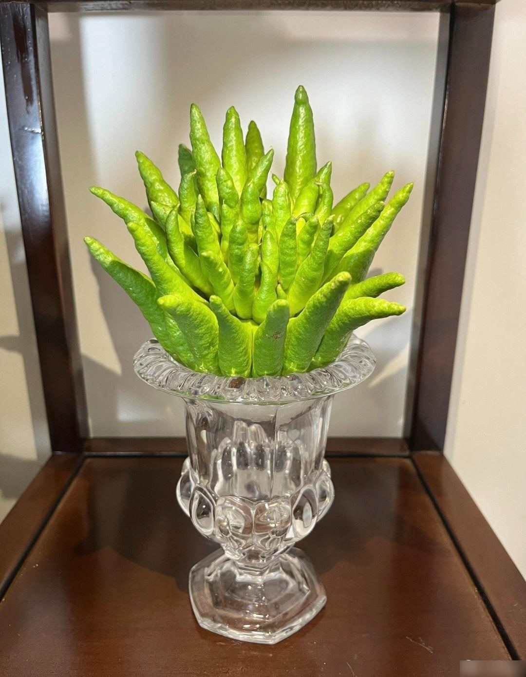 Cây Phật thủ ưa môi trường ẩm ướt. Ảnh minh họa Toutiao