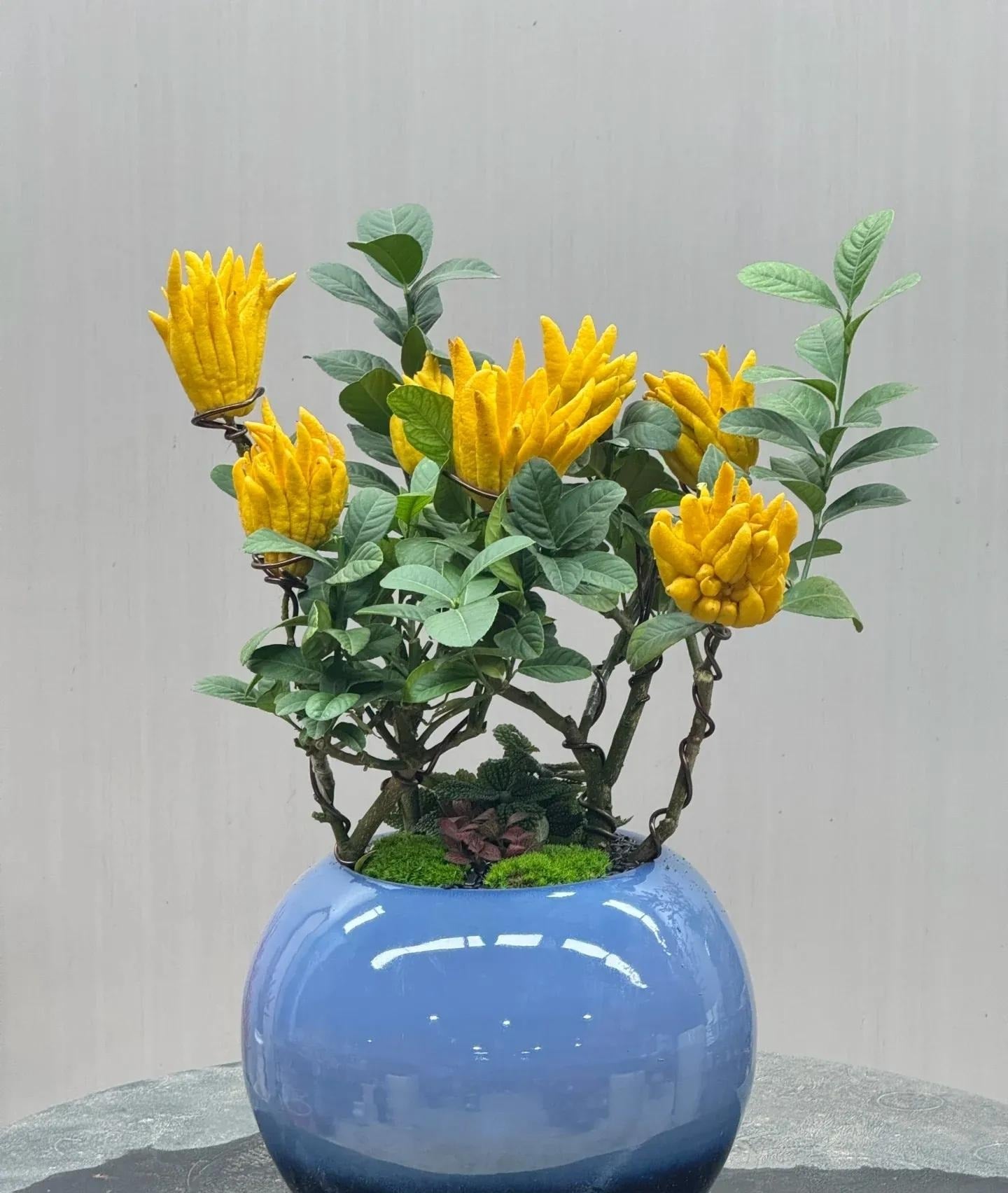 Cây cảnh có thời gian sinh trưởng dài. Ảnh minh họa Toutiao