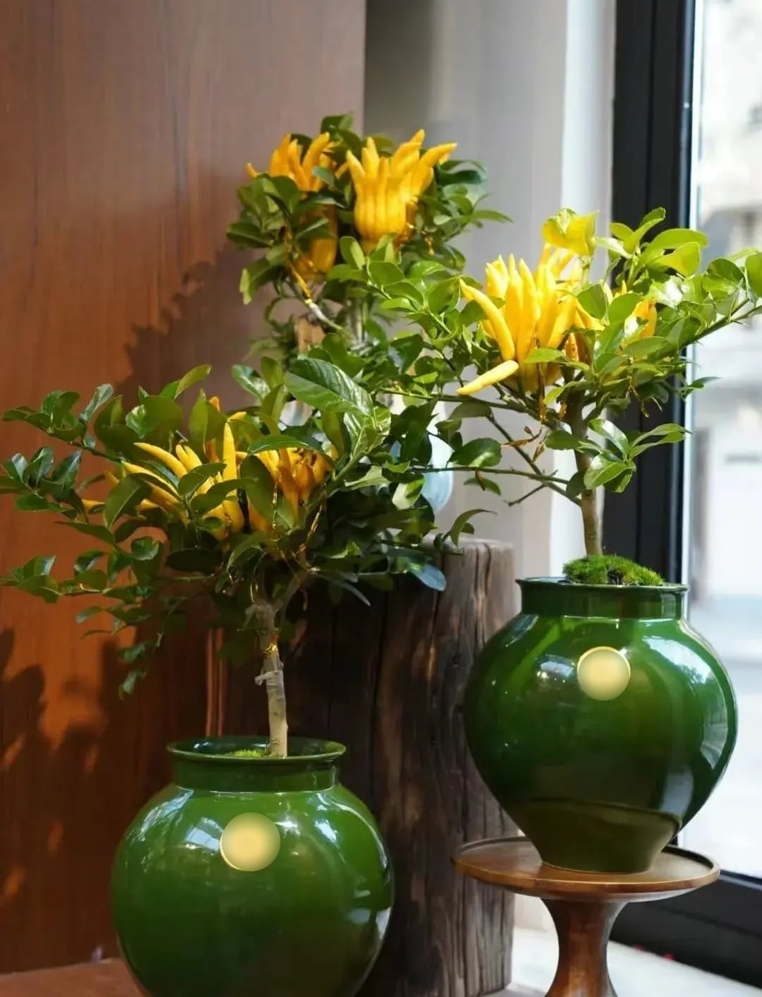 Đặt cây cảnh ở những không gian cần sự yên tĩnh. Ảnh minh họa Toutiao