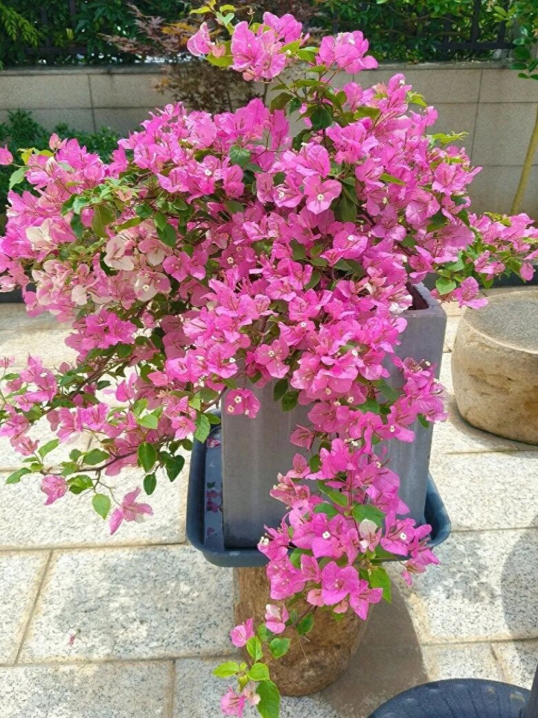 Hoa giấy trơ cành vào mùa đông, chỉ cần 5 bước, nụ bật ngay, hoa nở rực rỡ - 2