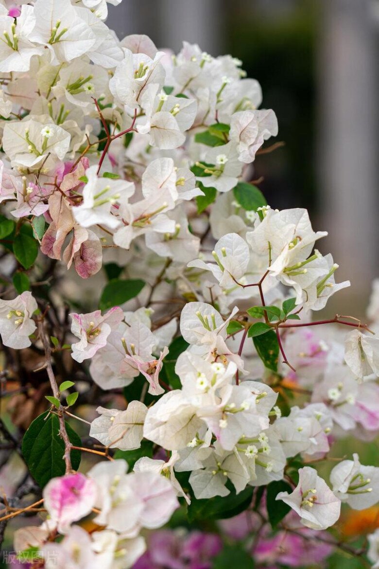 Hoa giấy trơ cành vào mùa đông, chỉ cần 5 bước, nụ bật ngay, hoa nở rực rỡ - 3