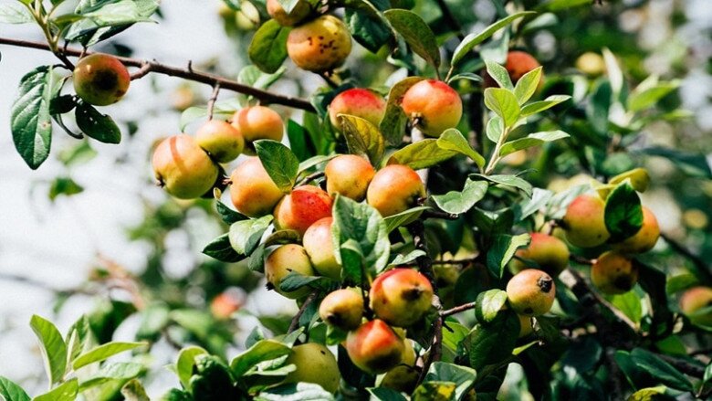 Loại quả amp;#34;tốt nhất thế giớiamp;#34;, Việt Nam trồng bạt ngàn thu hoạch nhiều năm, thành đặc sản nổi tiếng giá 80.000 đồng/kg - 3