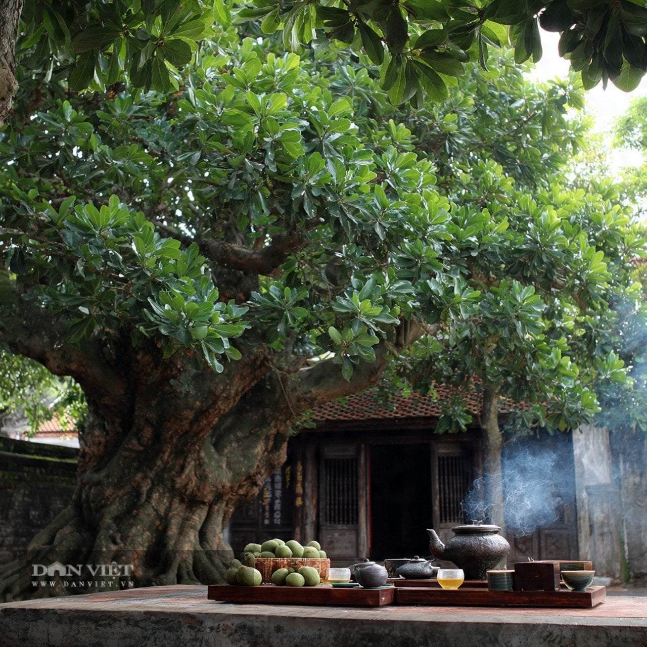 Trong mắt người xưa, cây cối lâu năm trong nhà đã trở thành báu vật bảo vệ ngôi nhà