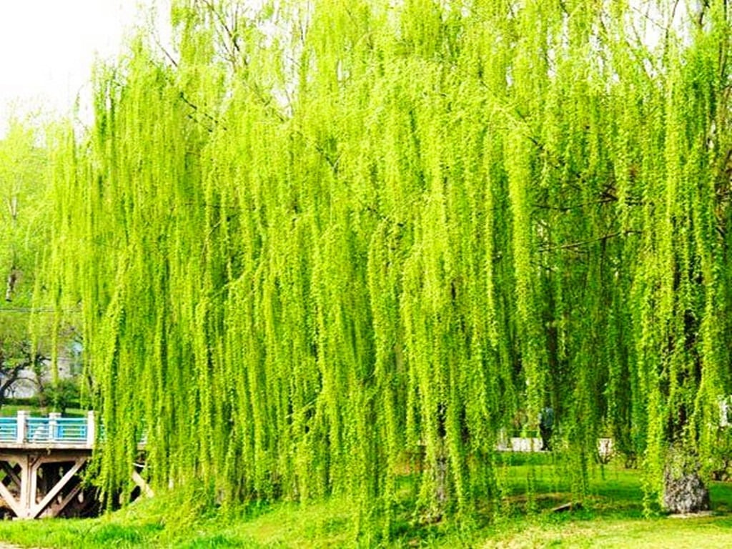 Tuy nhiên, do cây liễu là cây ưa bóng râm, thích ẩm ướt nên người xưa cũng cho rằng không thích hợp trồng ở gần nhà.