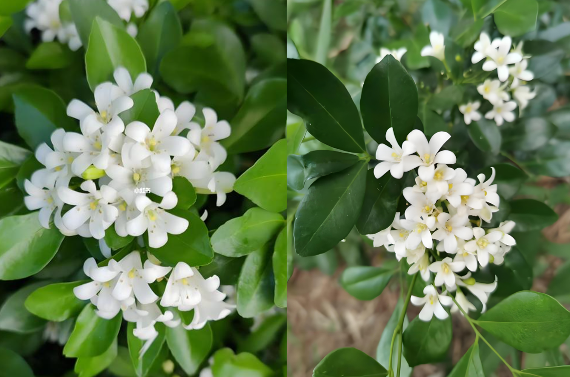 Ở cây Nguyệt quế có sự kết hợp giữa vẻ đẹp cổ điển và hương hoa thanh khiết, thể hiện đẳng cấp nghệ thuật và ý chí vươn lên. Ảnh: Baidu