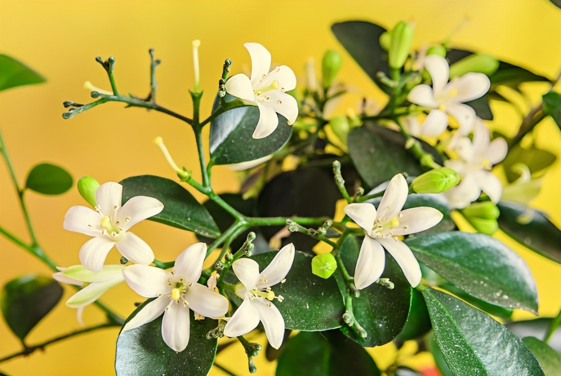 Chùm hoa Nguyệt quế trắng muốt, tinh khôi tỏa hương thơm ngát biểu tượng cho sự viên mãn và thành quả ngọt ngào. Ảnh: Baidu