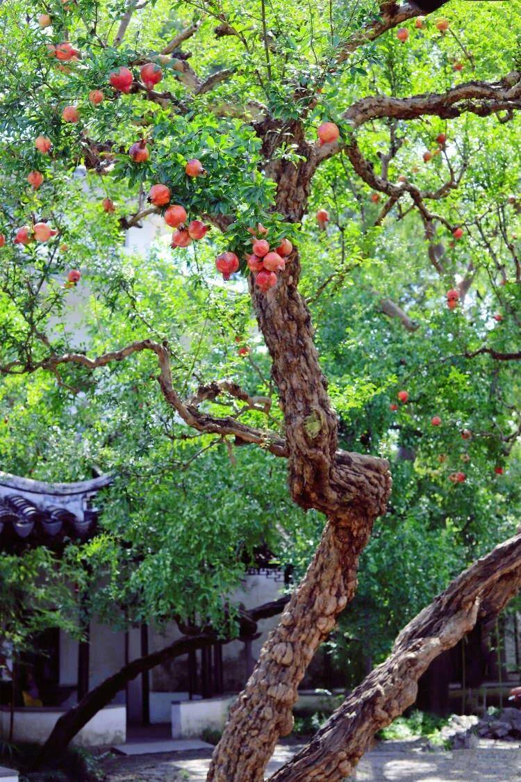 Người xưa nói: amp;#34;Trồng 3 cây trong sân, muốn không giàu cũng khó, con cháu thăng quan phát tàiamp;#34; - 6