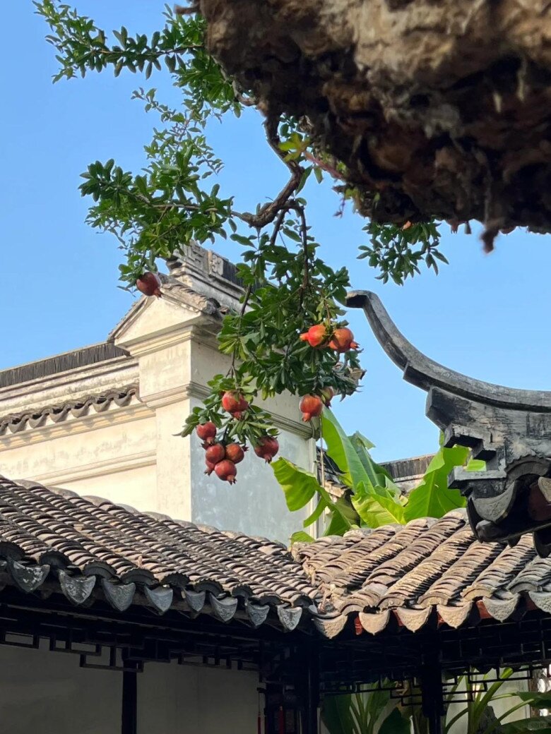 Người xưa nói: amp;#34;Trồng 3 cây trong sân, muốn không giàu cũng khó, con cháu thăng quan phát tàiamp;#34; - 7