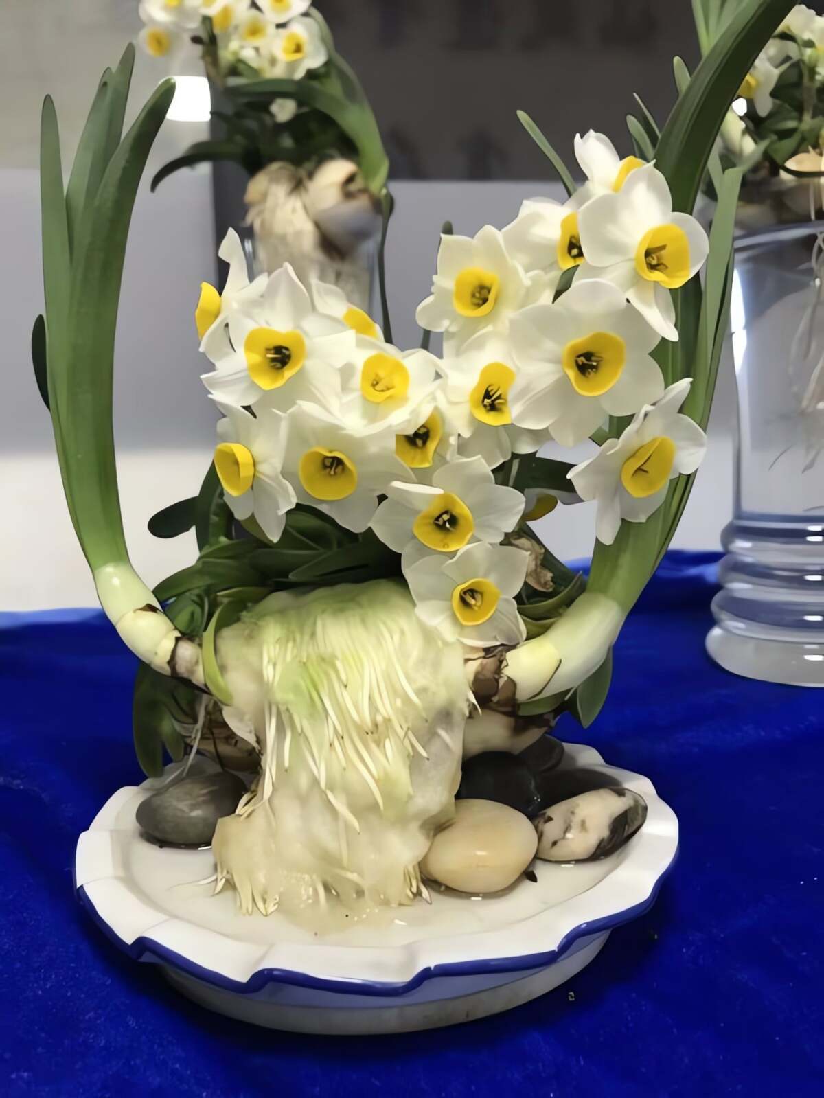 Cây cảnh này tượng trưng cho may mắn và cát tường. Ảnh minh họa Toutiao